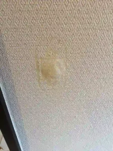 クロスにベビーゲートの留め具の跡が変色して残っている状態