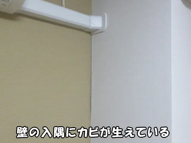 壁の入隅にカビが生えている状態